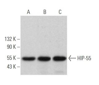 HIP-55 Antibody (E-11) - Western Blotting - Image 364500 