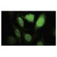HIPK1 Antibody (SR-5) - Immunofluorescence - Image 35547 