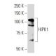 HIPK1 Antibody (SR-5) - Western Blotting - Image 33758