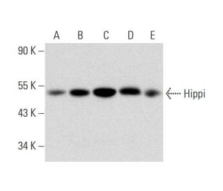 Hippi Antibody (D-6) - Western Blotting - Image 323826 