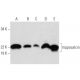 hippocalcin Antibody (G-8) - Western Blotting - Image 292109 