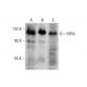 HIRA Antibody (374C6a) - Western Blotting - Image 384294 