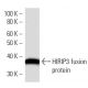 HIRIP3 Antibody (2415C2a) - Western Blotting - Image 16528
