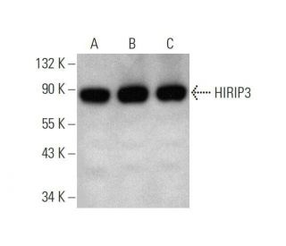 HIRIP3 Antibody (D-10) - Western Blotting - Image 353392 