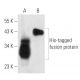His-Tag Antibody (AD1.1.10) - Western Blotting - Image 14079