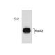 MaxiKβ Antibody (A-5) - Western Blotting - Image 260767 