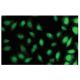 Histone cluster 1 H3D Antibody (6H8) - Immunofluorescence - Image 64956