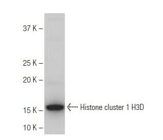 Histone cluster 1 H3D Antibody (6H8) - Western Blotting - Image 64957 