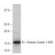Histone cluster 1 H3D Antibody (6H8) - Western Blotting - Image 64957 