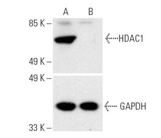 HDAC1 HDR Plasmid (h): sc-400203-HDR. Direct western blot analysis of HDAC1 expression in non-transfected control (A) andEach CRISPR/Cas9 Knockout (KO) Plasmid product consists of a pool of 3 plasmids designed to ensure identification and cleavage of a specific gene for maximum knockout efficiency. Each plasmid encodes a unique 20 nt sequence derived from the GeCKO (v2) library. 