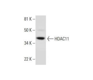 Histone Deacetylase 11 (HDAC11) Antibody (C-5) - Western Blotting - Image 289742Each CRISPR/Cas9 Knockout (KO) Plasmid product consists of a pool of 3 plasmids designed to ensure identification and cleavage of a specific gene for maximum knockout efficiency. Each plasmid encodes a unique 20 nt sequence derived from the GeCKO (v2) library.