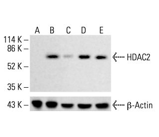 Histone Deacetylase 2 (HDAC2) Antibody (3F3) - Western Blotting - Image 412713