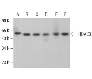 Histone Deacetylase 3 (HDAC3) Antibody (A-3) - Western Blotting - Image 360945