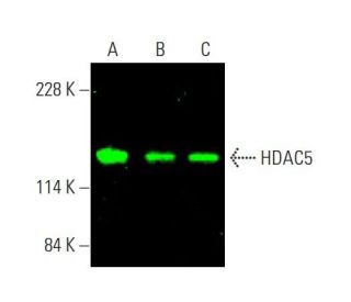 Histone Deacetylase 5 (HDAC5) Antibody (C-11) - Western Blotting - Image 377775 