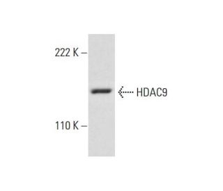 Histone Deacetylase 9 (HDAC9) Antibody (B-1) - Western Blotting - Image 300427The Double Nickase Plasmid features a U6 promoter for sgRNA expression, a 20 nt targeting sequence, and a gRNA scaffold to guide Cas9n. It includes a CBh promoter for Cas9n (D10A) and puromycin resistance, GFP for transfection verification, and nuclear localization signals (NLS). The 2A peptide allows co-expression of Cas9n and Puro from a single promoter, enabling precise genome editing with reduced off-target effects. 