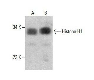 Histone H1 Antibody (AE-4) - Western Blotting - Image 354031 