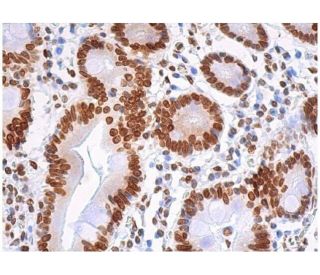 Histone H1 Antibody (G-1) - Immunohistochemistry - Image 355378 