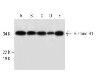 Histone H1 Antibody (H-2) - Western Blotting - Image 294775 