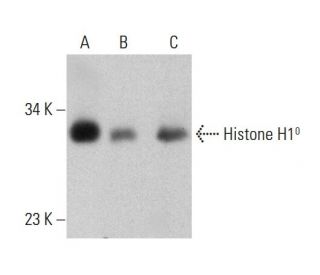Histone H1<sup>0</sup> Antibody (27) - Western Blotting - Image 384511 