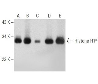 Histone H1<sup>0</sup> Antibody (34) - Western Blotting - Image 384512 