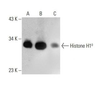 Histone H1<sup>0</sup> Antibody (F-10) - Western Blotting - Image 384508 