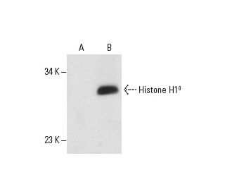 Histone H1<sup>0</sup> Antibody (34) - Western Blotting - Image 19269 