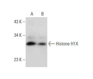 Histone H1X Antibody (E-5) - Western Blotting - Image 333386 