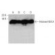 Histone H2A.X Antibody (938CT5.1.1) - Western Blotting - Image 376890