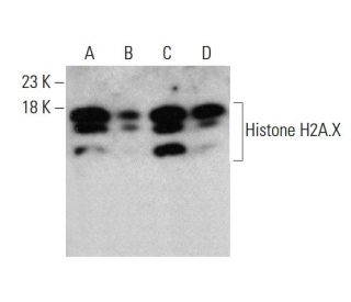 Histone H2A.X Antibody (980CT1.5.5) - Western Blotting - Image 376891