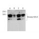 Histone H2A.X Antibody (980CT1.5.5) - Western Blotting - Image 376891