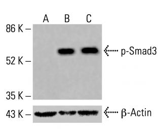 Histone H3 Antibody (1G1) - Western Blotting - Image 416478