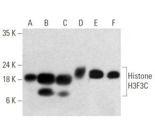 Histone H3F3C Antibody (1B1-B2) - Western Blotting - Image 374543 