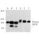 Histone H3F3C Antibody (1B1-B2) - Western Blotting - Image 374543 