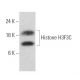Histone H3F3C Antibody (1B1-B2) - Western Blotting - Image 374544
