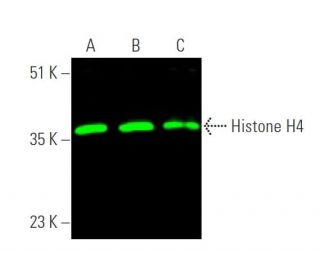Histone H4 Antibody (F-9) - Western Blotting - Image 375340 