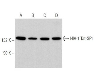 HIV-1 Tat-SF1 Antibody (C-4) - Western Blotting - Image 383226 