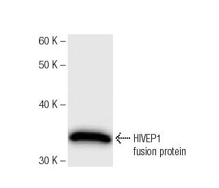 HIVEP1 Antibody (2417C2 a) - Western Blotting - Image 67373 