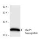 HIVEP1 Antibody (2417C2 a) - Western Blotting - Image 67373 