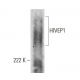 HIVEP1 Antibody (2417C2 a) - Western Blotting - Image 385143