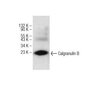 HL-60 + DMSO Cell Lysate: sc-24703. Western blot analysis of... 
