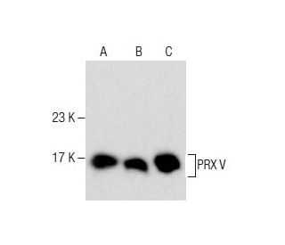 HL-60 + LPS Cell Lysate: sc-24704. Western blot analysis of... 