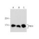 HL-60 + LPS Cell Lysate: sc-24704. Western blot analysis of... 