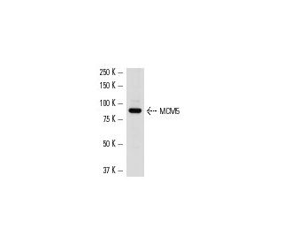 HL-60 nuclear extract: sc-2147. Western blot analysis of MCM5 expression... 