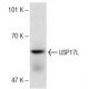 HL-60 nuclear extract: sc-2147. Western blot analysis of USP17L expression...