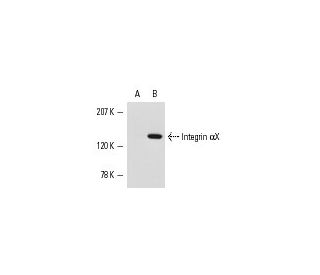 HL-60 + PMA Cell Lysate: sc-24705. Western blot analysis of... 