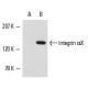 HL-60 + PMA Cell Lysate: sc-24705. Western blot analysis of... 