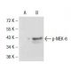 HL-60 + PMA Cell Lysate: sc-24705. Western blot analysis of...