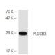 PLSCR3 Antibody (SQ-9) - Western Blotting - Image 47085 