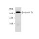 Lamin B1 Antibody (B-10) - Western Blotting - Image 283886
