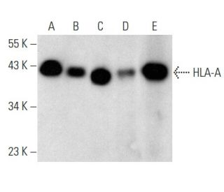 HLA-A Antibody (C-6) - Western Blotting - Image 354403 